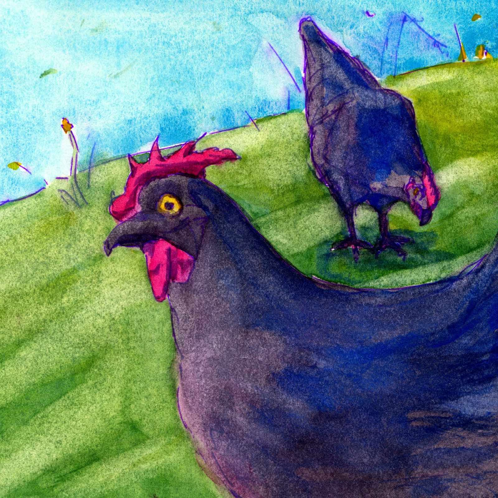 It's a ink and watercolor illustration of a couple of chickens.