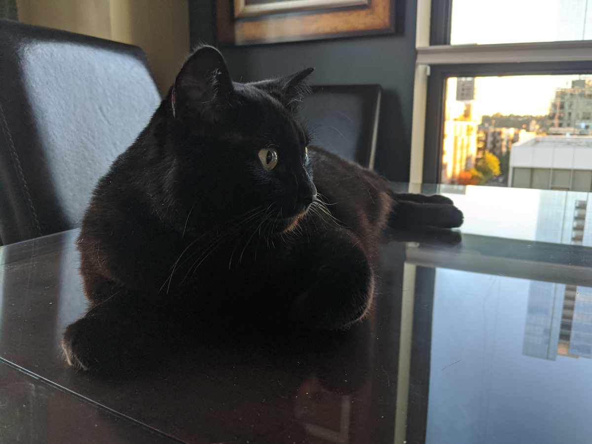 A black cat in attractive surroundings.